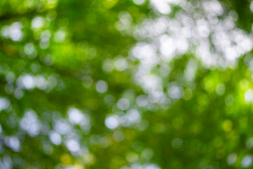 Obraz premium Green leaf background. Green leaf forest on blurred greenery background. Bokeh background. Green nature background. Green leaf in forest. Leaves plants blurred backdrop.