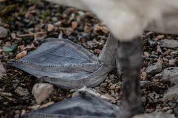 A close-up of a swan’s webbed foot with shallow depth of field, highlighting its textured skin. The photograph spotlights the bird’s distinct anatomy, captured against a pebbled ground in outdoor.