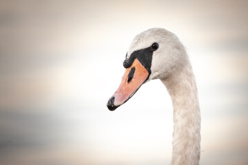 A close-up of a swan’s head in Belgrade, Serbia, emphasizing its elegant features and gentle presence by the Danube. Swans, or cygnus, are white bird from European rivers.