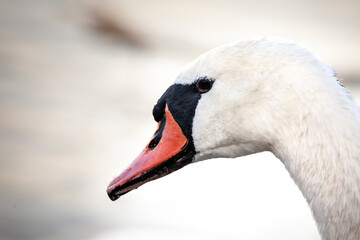 Obraz premium Closeup on a swan, headshot portrait of a black & white swan focusing on heads with typical curved neck and orange beak on danube river in serbia. Swans, or cygnus, are white bird from European rivers