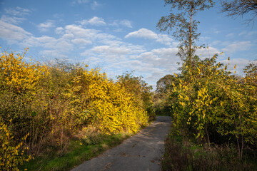 A serene forest path surrounded by autumn foliage in Deliblatska Pescara, Serbia. The image showcases the natural beauty of this unique nature reserve, ideal for hiking and exploration.