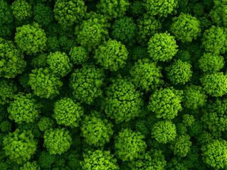 Naklejka premium Aerial view lush green forest canopy (5)