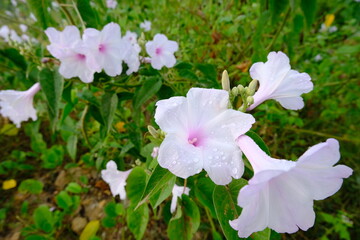 Wildflower Blossoms with Dew Drops in Natural Greenery