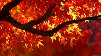 Autumn leaves, sunlit branches, forest background, nature calendar