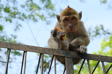 Monkey Sitting on a Fence Eating Fruit in Natural Habitat