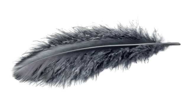 Gray feather on transparent background