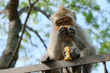 Monkey Eating Fruit on a Fence in a Forested Area