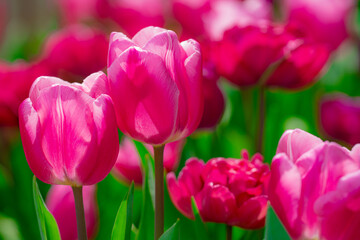 This is a tulip. The Spring flower.