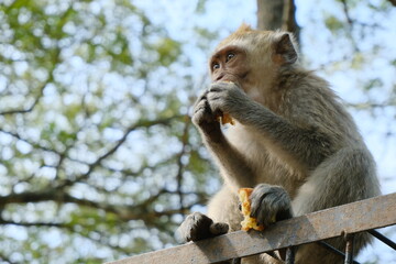 Curious Monkey Sitting on Fence Eating Fruit in a Green Forest