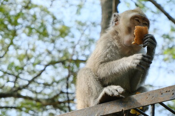 Monkey Eating Bread on a Metal Rail in a Forested Area