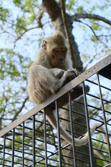 Curious Monkey Perched on a Metal Fence in Lush Green Forest Setting