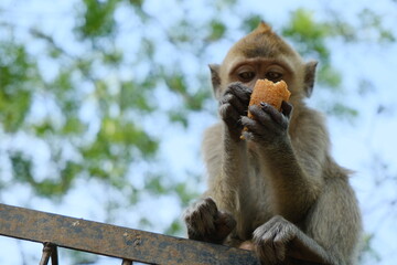 Young Monkey Sitting on a Fence Holding Food with Blurred Face in Natural Habitat