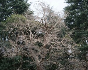 葉が落ちた樹木