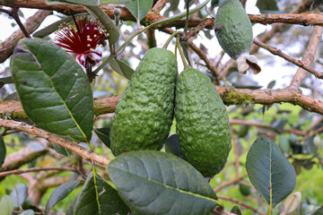 Fruta deliciosa en arbusto peque&ntilde;o 