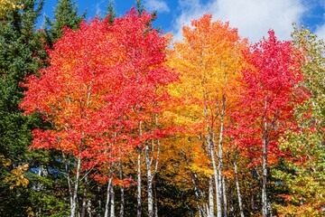 Naklejka premium Vibrant autumn foliage showcasing red and orange trees against a clear blue sky in a serene forest