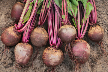 Beetroot harvest outdoors in garden close-up background texture. Bunch of fresh beet