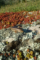 Gongilo o tiligugu (Chalcides ocellatus). Endemico di Sardegna e Sicilia. Ocellated skink. Alghero, Sardegna, Italia.