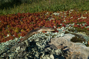 Gongilo o tiligugu (Chalcides ocellatus). Endemico di Sardegna e Sicilia. Ocellated skink. Alghero, Sardegna, Italia.