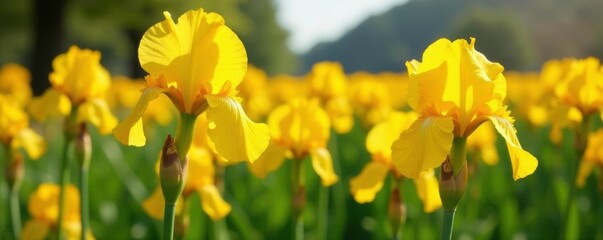 Obraz premium Large yellow iris blooms in a field of colorful flowers, large bloom, flora, nature