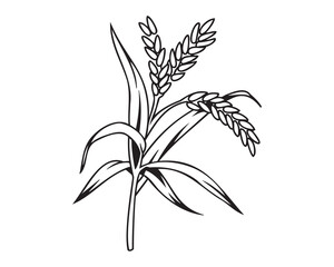 Elegant line art of rice plant. Simple, black and white illustration.