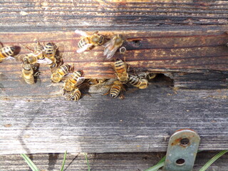 Ruches et abeilles