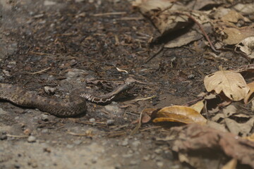 Sri Lankan Wildlife, Wildlife photogrphy 