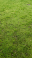 Lush green grass lawn, outdoor, nature