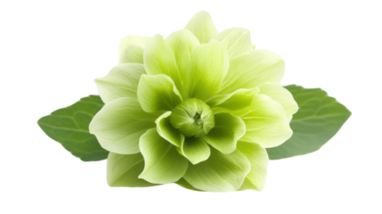 Colorful green flower on transparent background