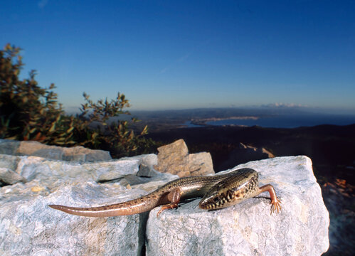 Gongilo o tiligugu (Chalcides ocellatus). Endemico di Sardegna e Sicilia. Ocellated skink. Alghero, Sardegna, Italia.
