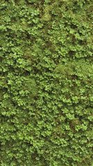 Lush green moss on tree bark, nature texture