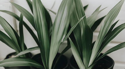 Obraz premium Lush green plants in pots, white wall background