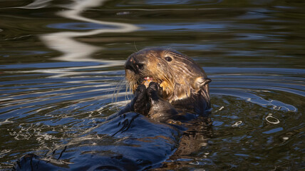 An Otter on the water.