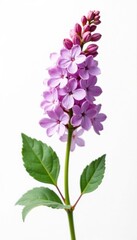 Obraz premium Lilac stem with buds and small flowers on a white background, stem, white