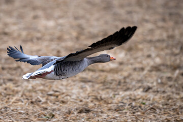 Graugans im Flug