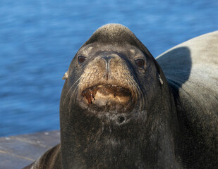 Obraz premium California Sea Lions on a pier
