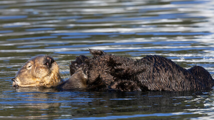 Obraz premium An Otter on the water.