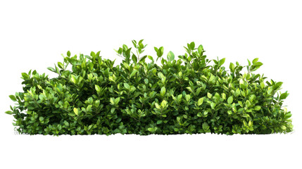 Fototapeta premium Flower shrub bush fence tree hedge on transparent background