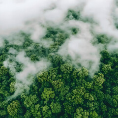 Misty mountain forest aerial view (2)