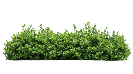 Flower shrub bush fence tree hedge on transparent background