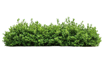 Flower shrub bush fence tree hedge on transparent background