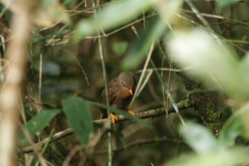 Sri Lankan Birds in the Wild. 