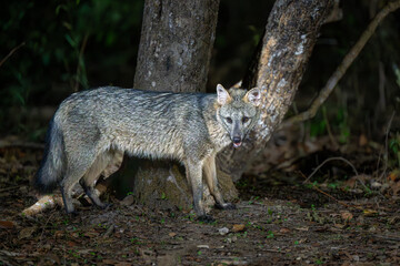 Crab eating fox in the Pantanal