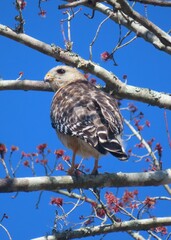 Red tailed hawk on tree branch on blue sky background in Florida nature, closeup