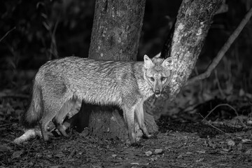 Crab eating fox in the Pantanal