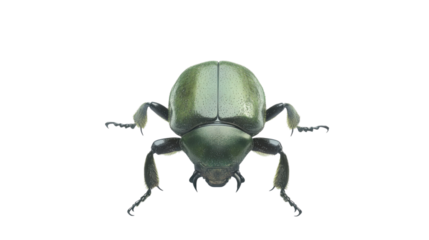 Green bug on transparent background
