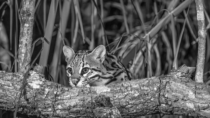 portrait - head shot of ocelot peering curiously over a fallen log in the jungle of the Pantana
