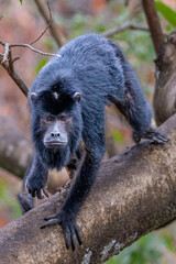 Howler Monkey clambering down a tree branch