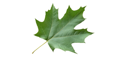 Green leaves, leaf on transparent background