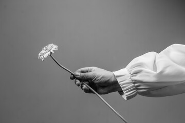 白黒　一輪のガーベラを持つ女性の手