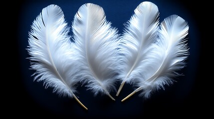 Obraz premium Four white feathers arranged against a dark blue background